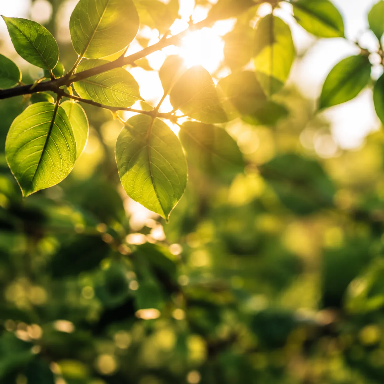 Feuilles vertes traversées par la lumière du soleil